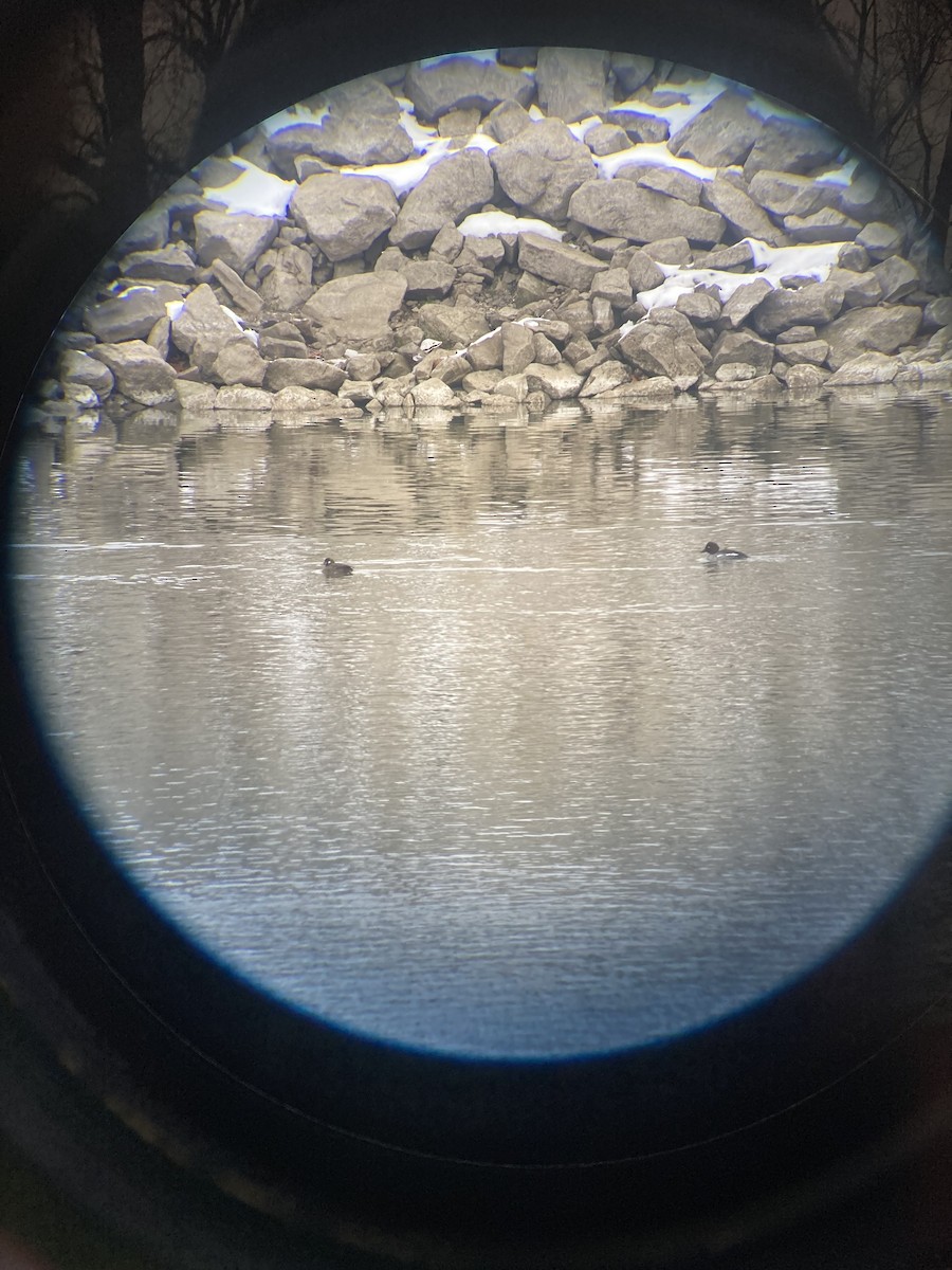 Harlequin Duck - ML646650502