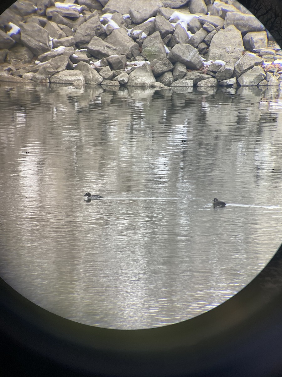 Harlequin Duck - ML646650503