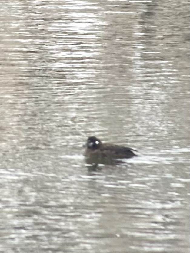 Harlequin Duck - ML646650504