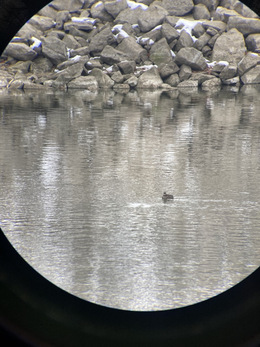 Harlequin Duck - ML646650505