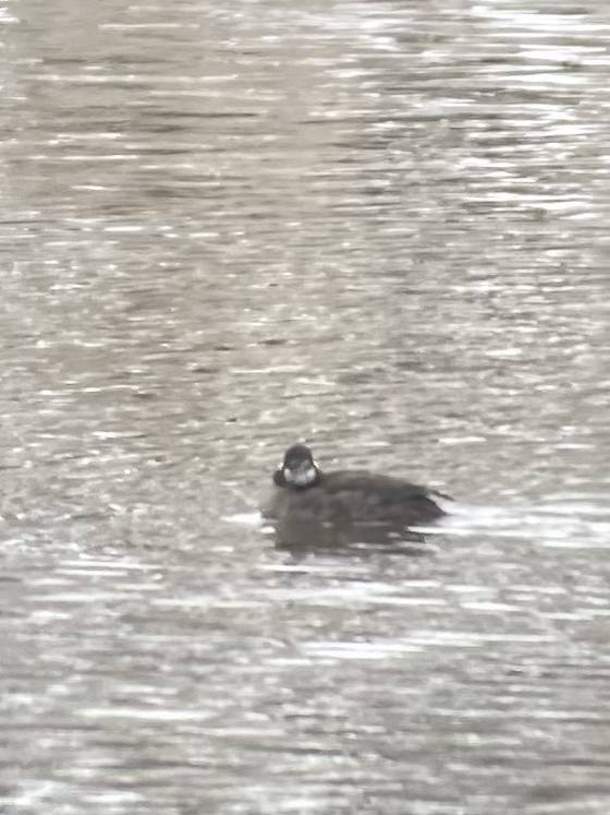 Harlequin Duck - ML646650506