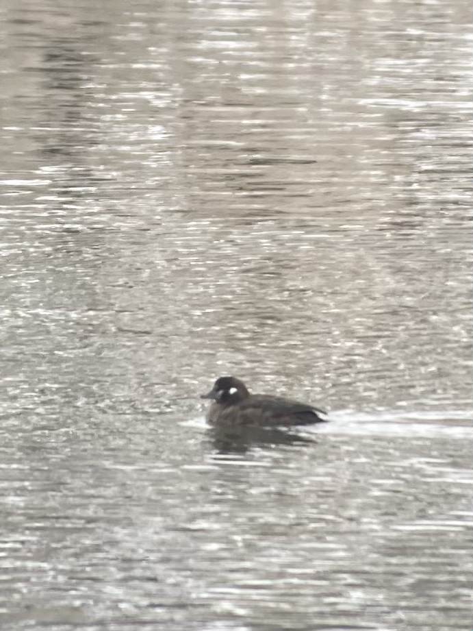 Harlequin Duck - ML646650507