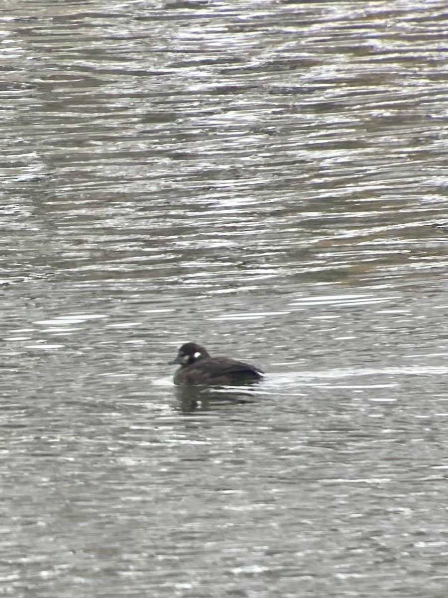 Harlequin Duck - ML646650508