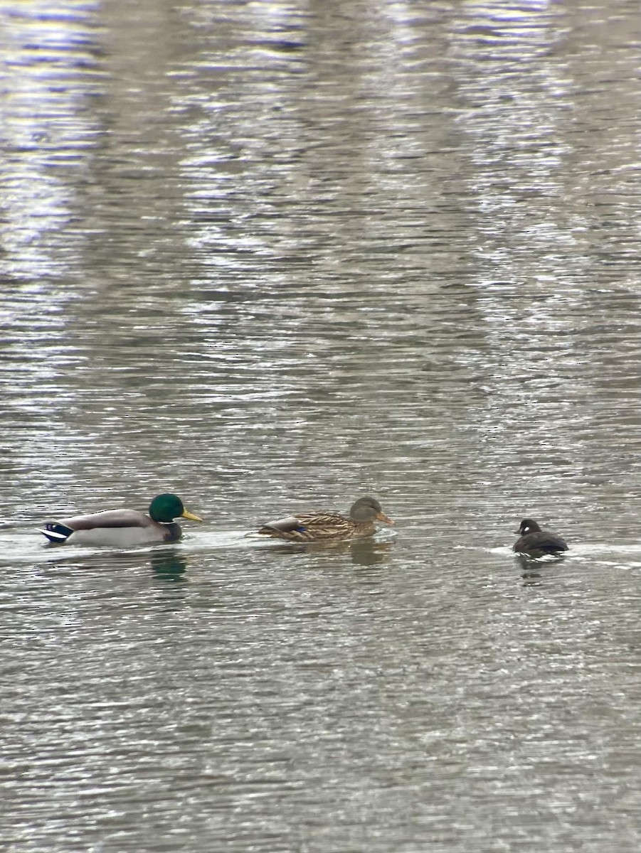 Harlequin Duck - ML646650509