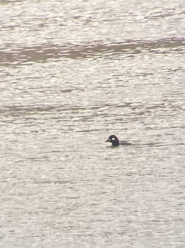Harlequin Duck - ML646650510