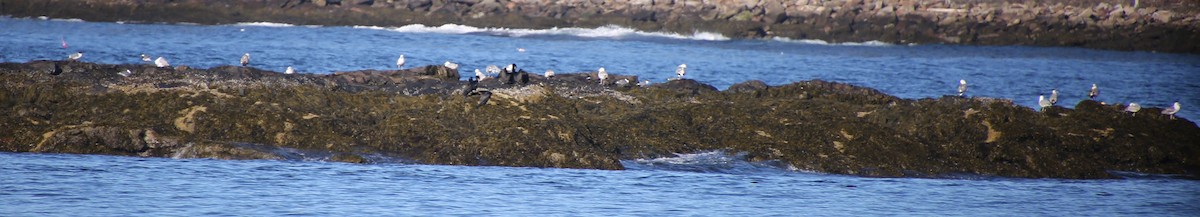 American Herring Gull - ML646650511