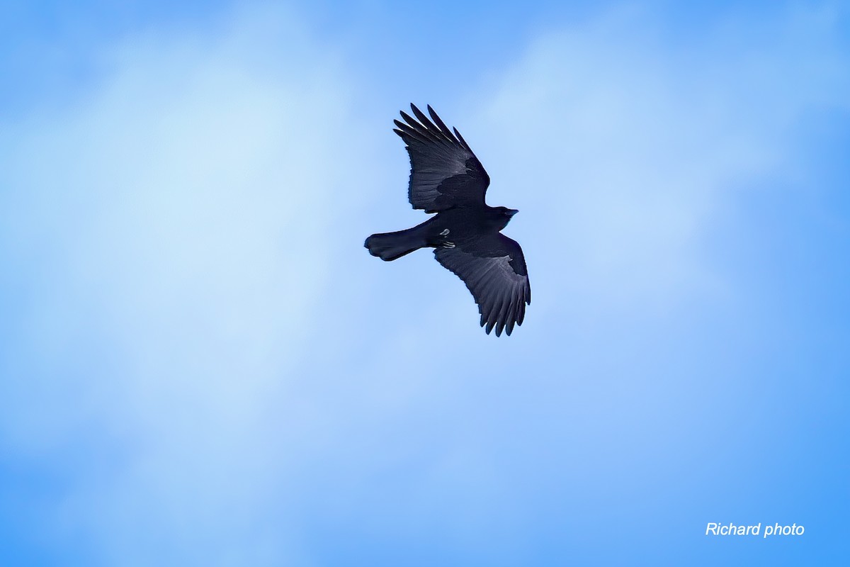 Common Raven - ML646650512