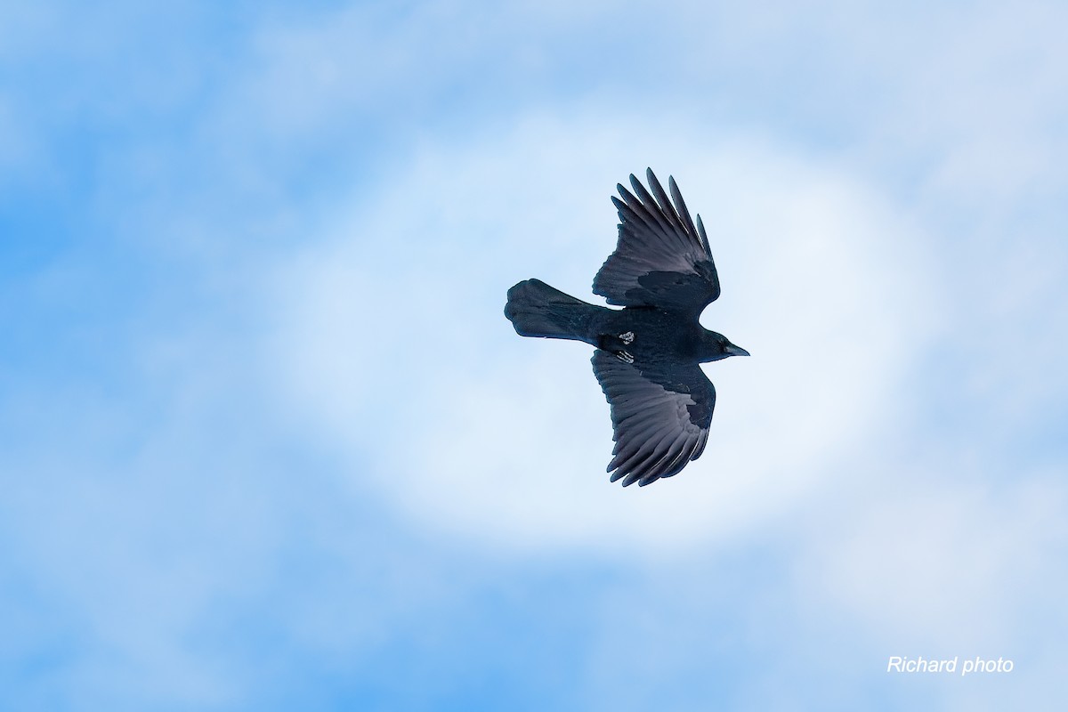 Common Raven - ML646650513