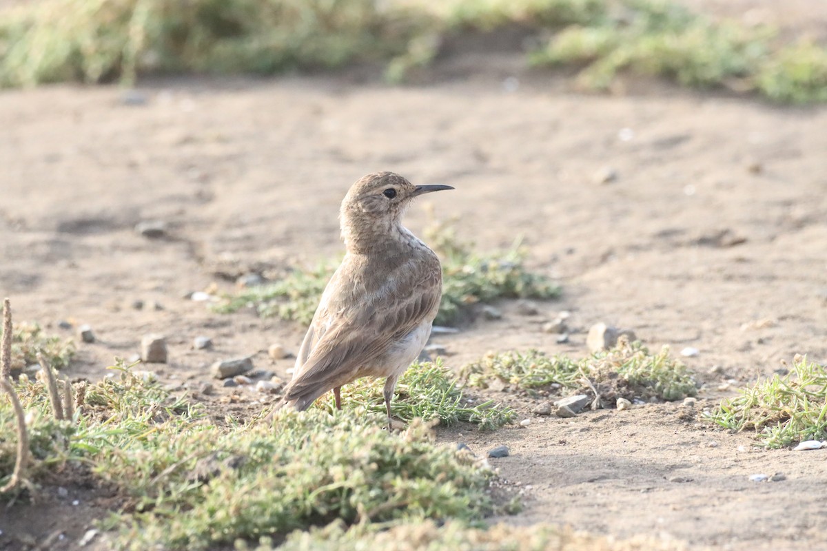 Common Miner - ML646650517