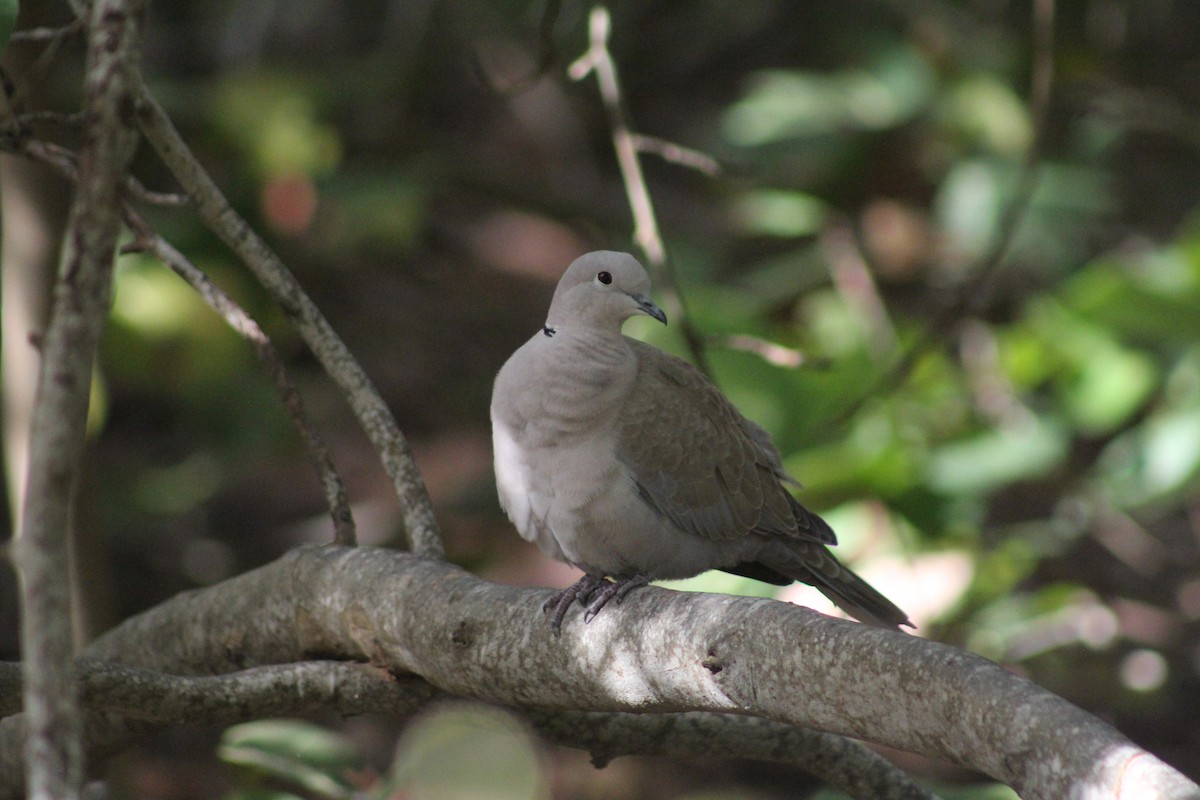 Eurasian Collared-Dove - ML646650518