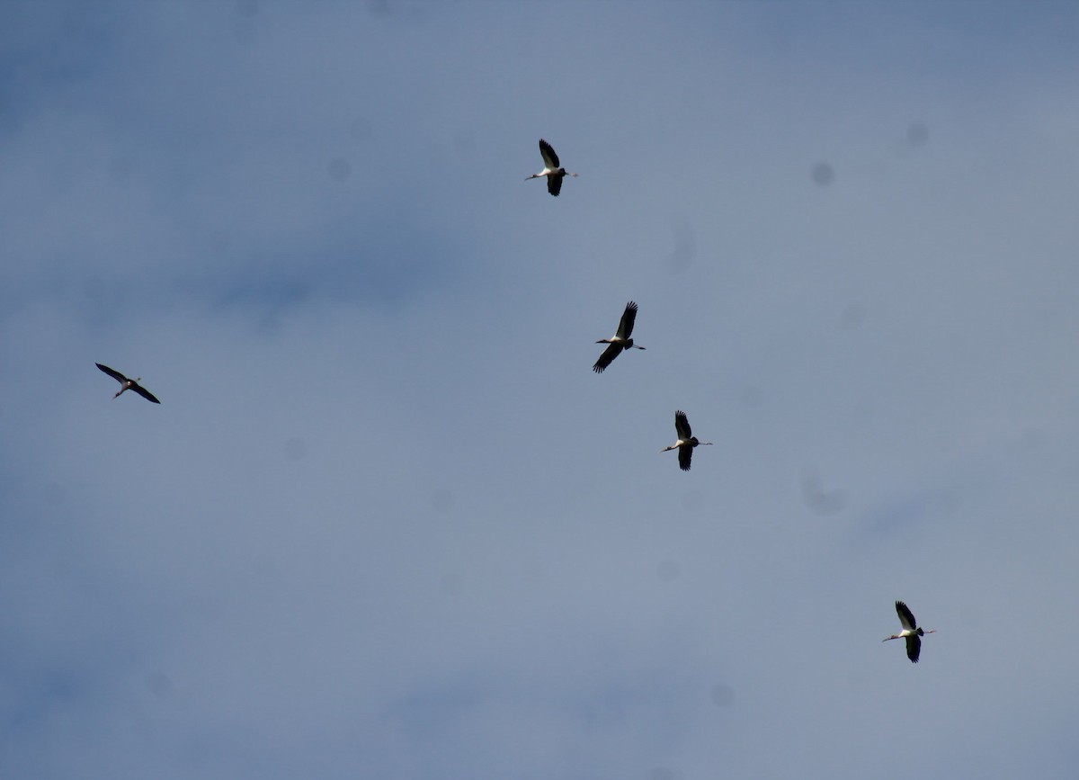Wood Stork - ML646650519