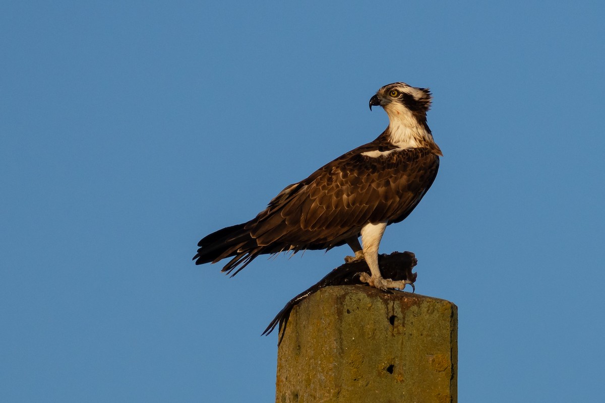 Osprey - ML646650520