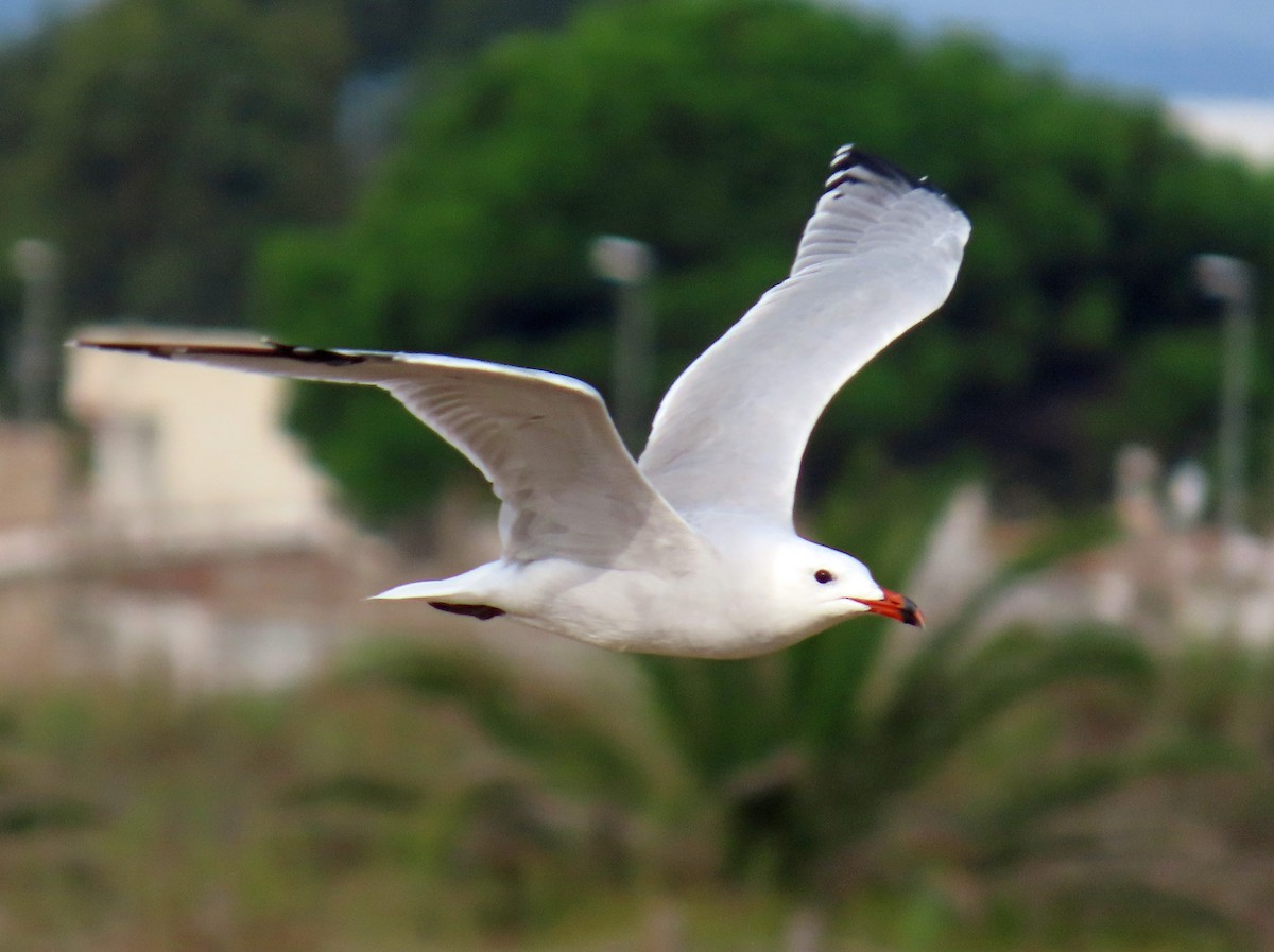 Audouin's Gull - ML646650521