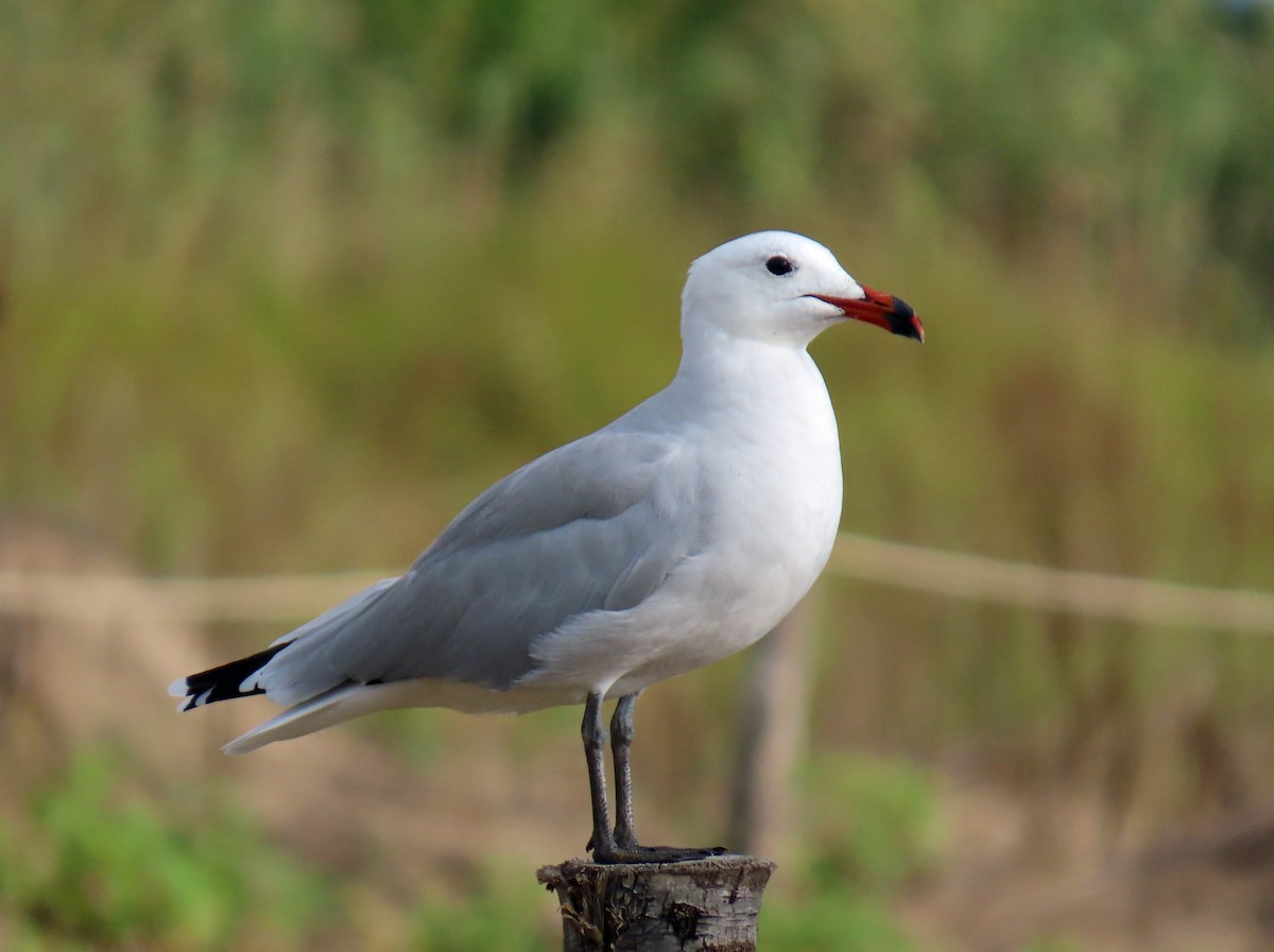 Audouin's Gull - ML646650522