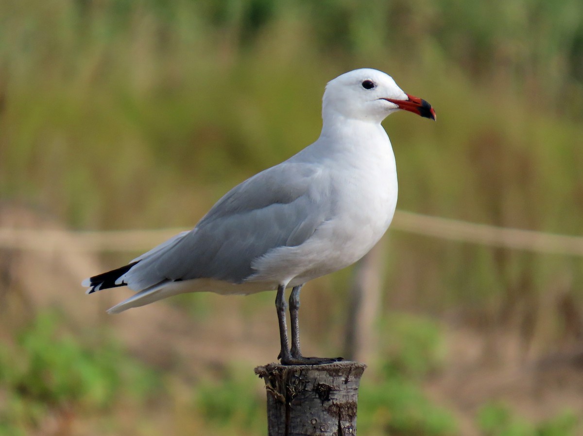Audouin's Gull - ML646650523