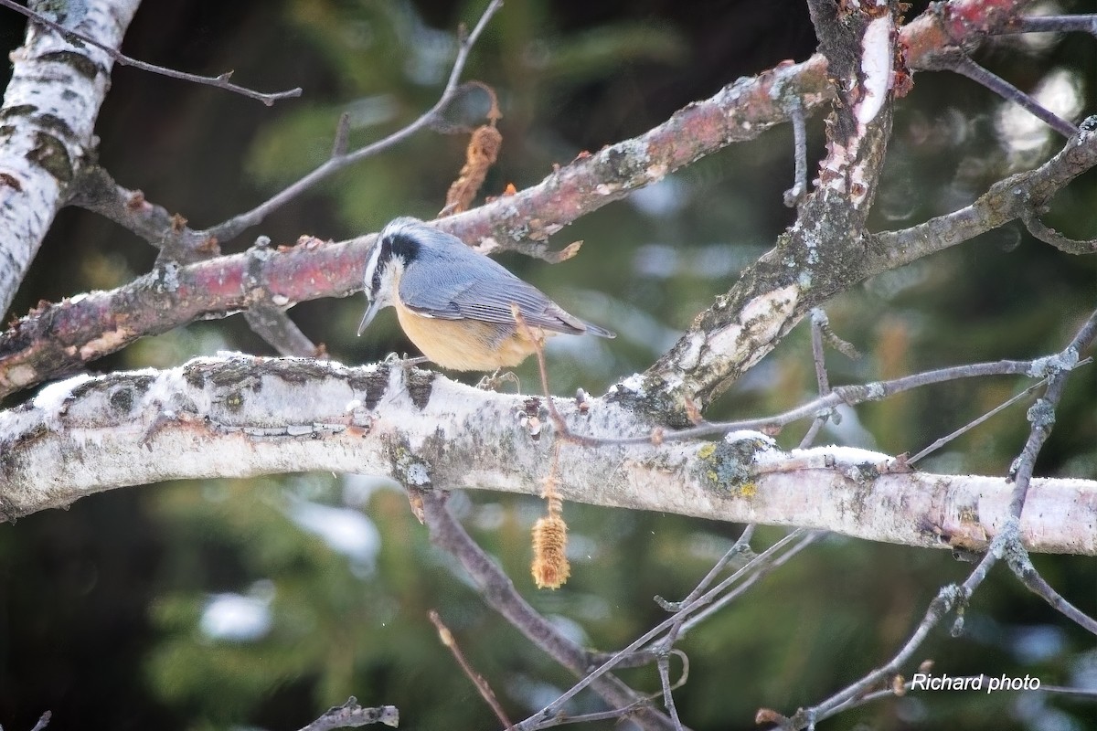 ムネアカゴジュウカラ - ML646650524