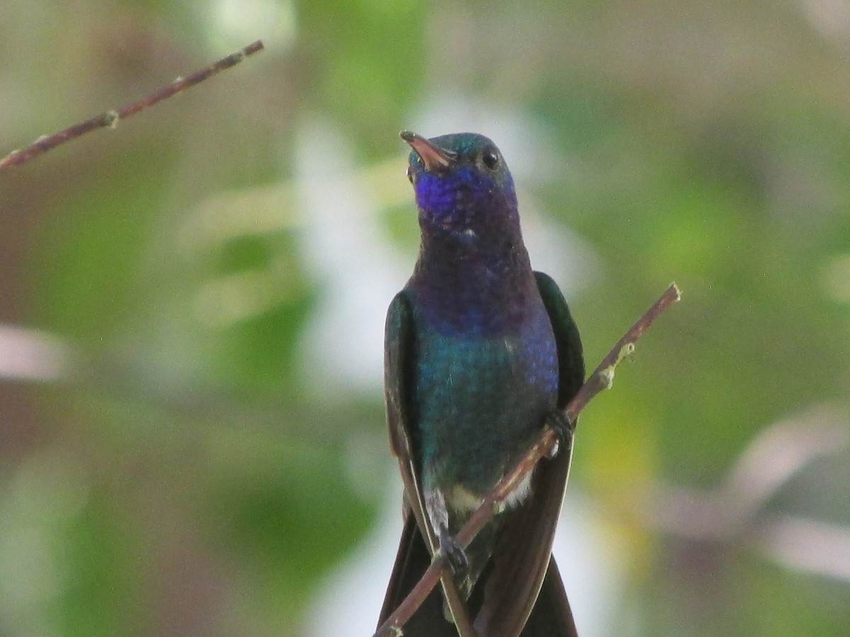 Sapphire-throated Hummingbird - ML646650526