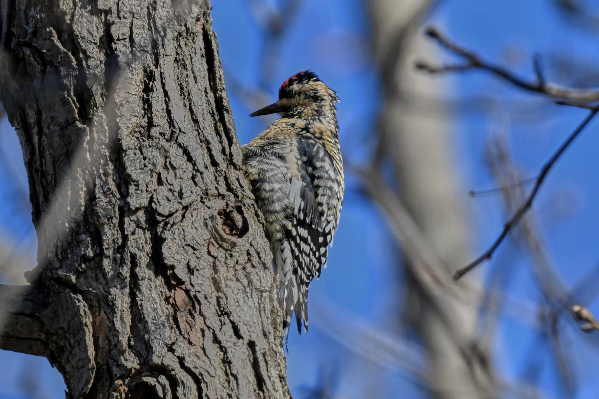 datel rudohrdlý - ML646650527