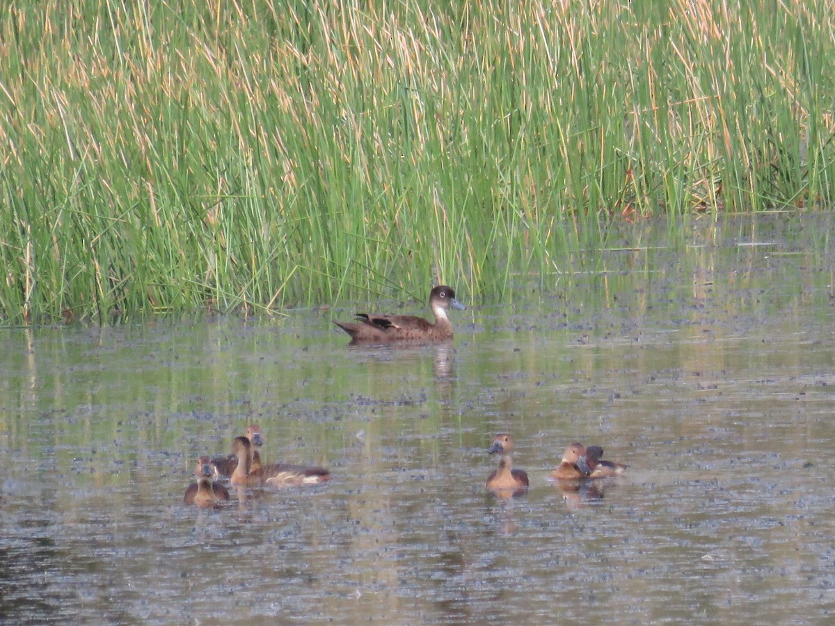 Andaman Gri Çamurcunu - ML646650529