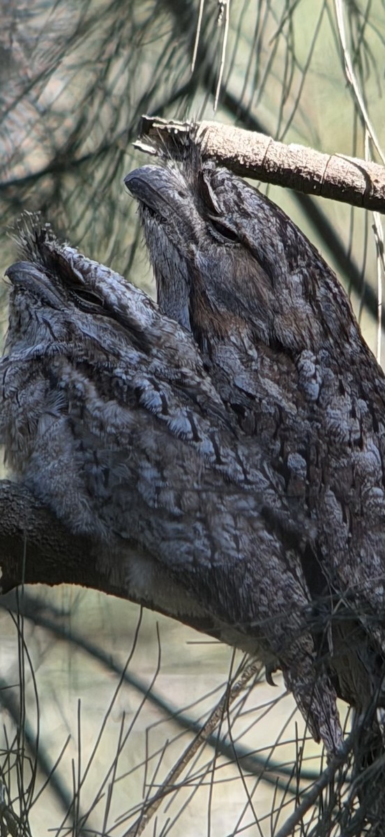 Tawny Frogmouth - ML646650530