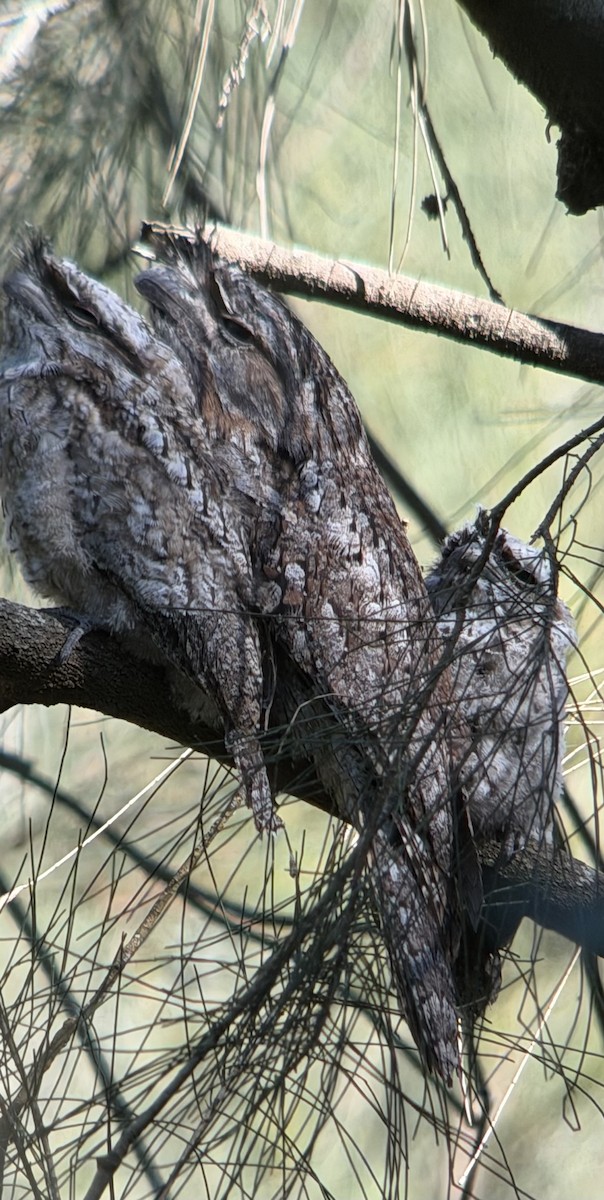 Tawny Frogmouth - ML646650531