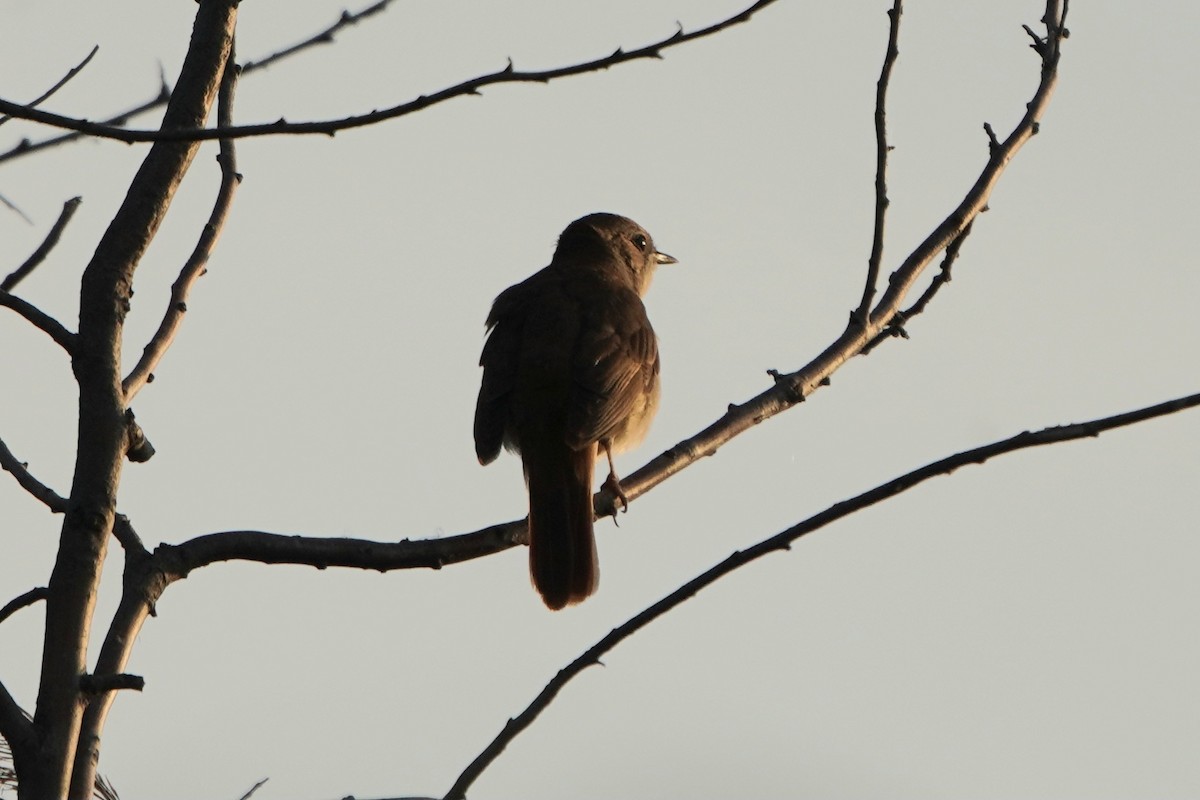 サヨナキドリ - ML646650533