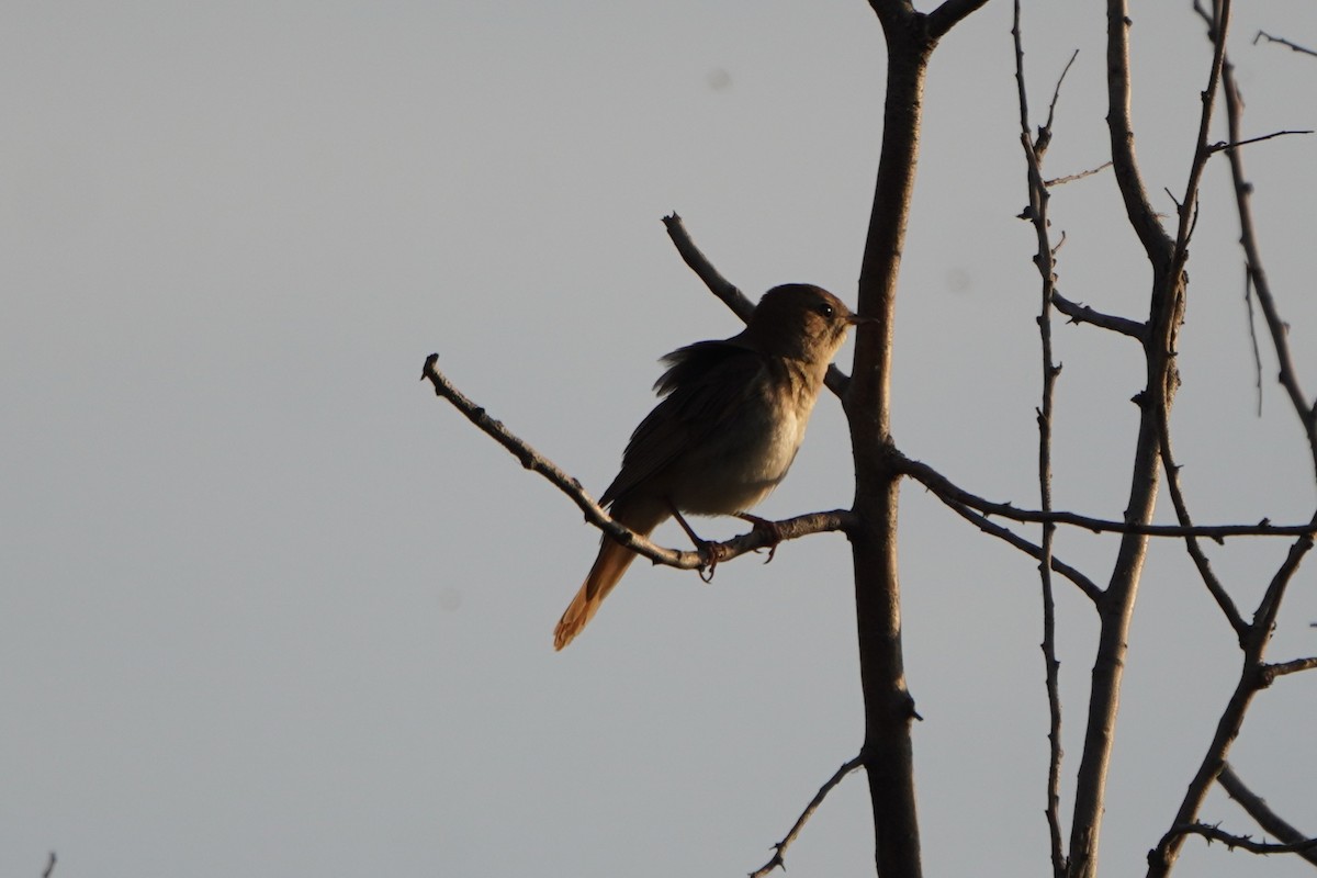 サヨナキドリ - ML646650535