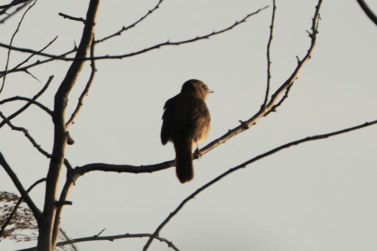 サヨナキドリ - ML646650536