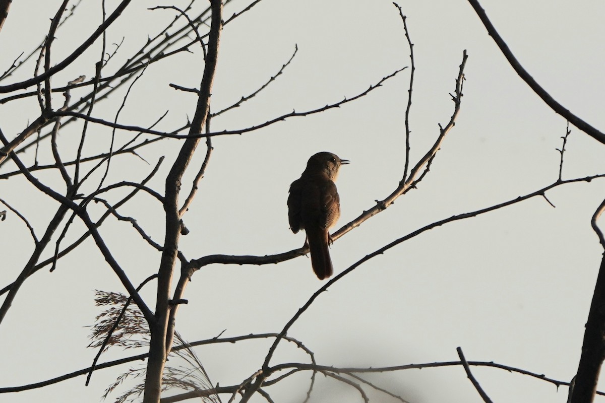 サヨナキドリ - ML646650537