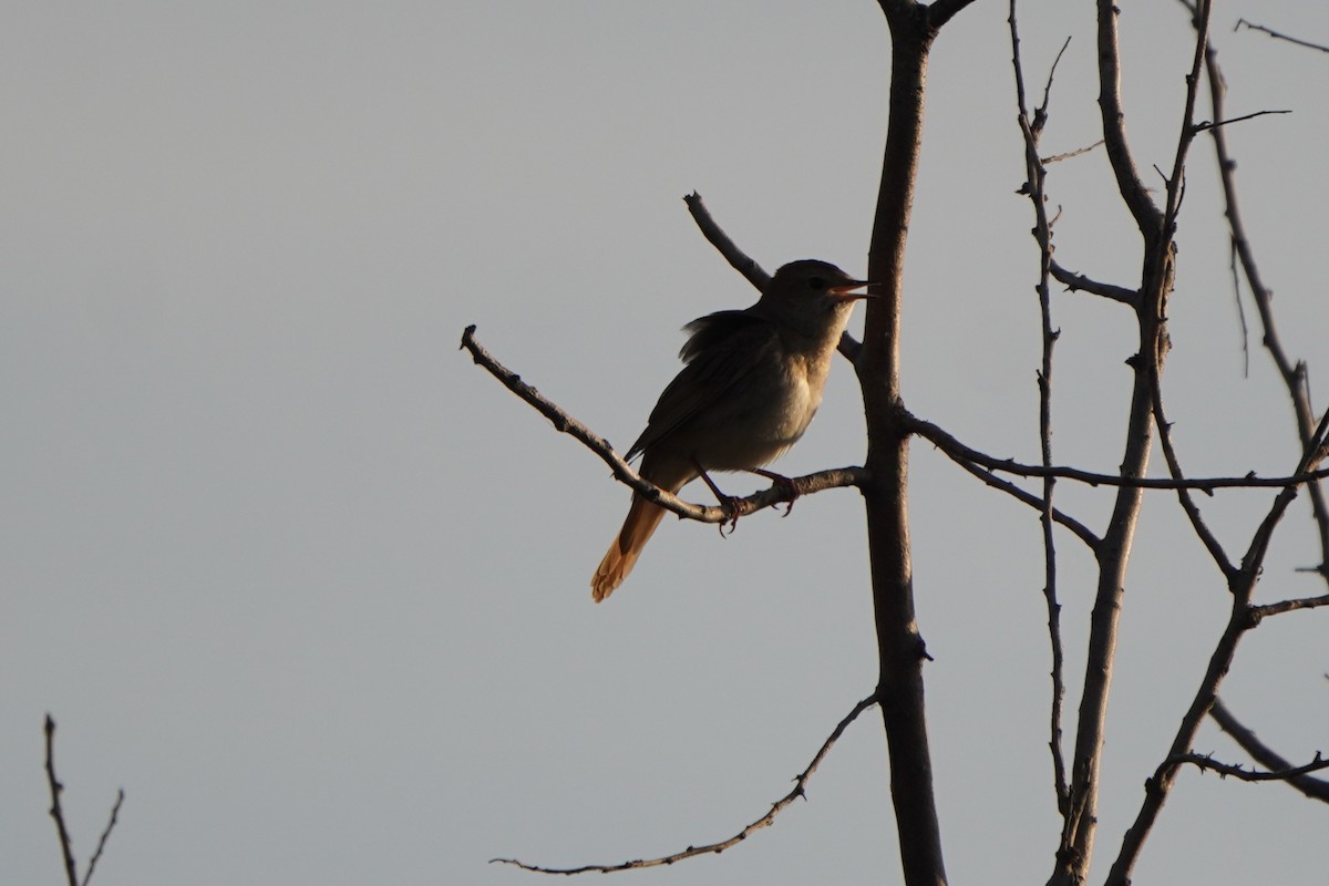 サヨナキドリ - ML646650538