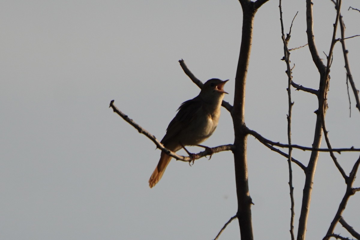 サヨナキドリ - ML646650539