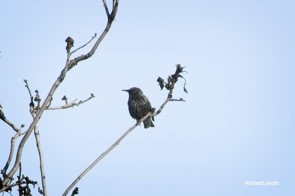 ホシムクドリ - ML646650541