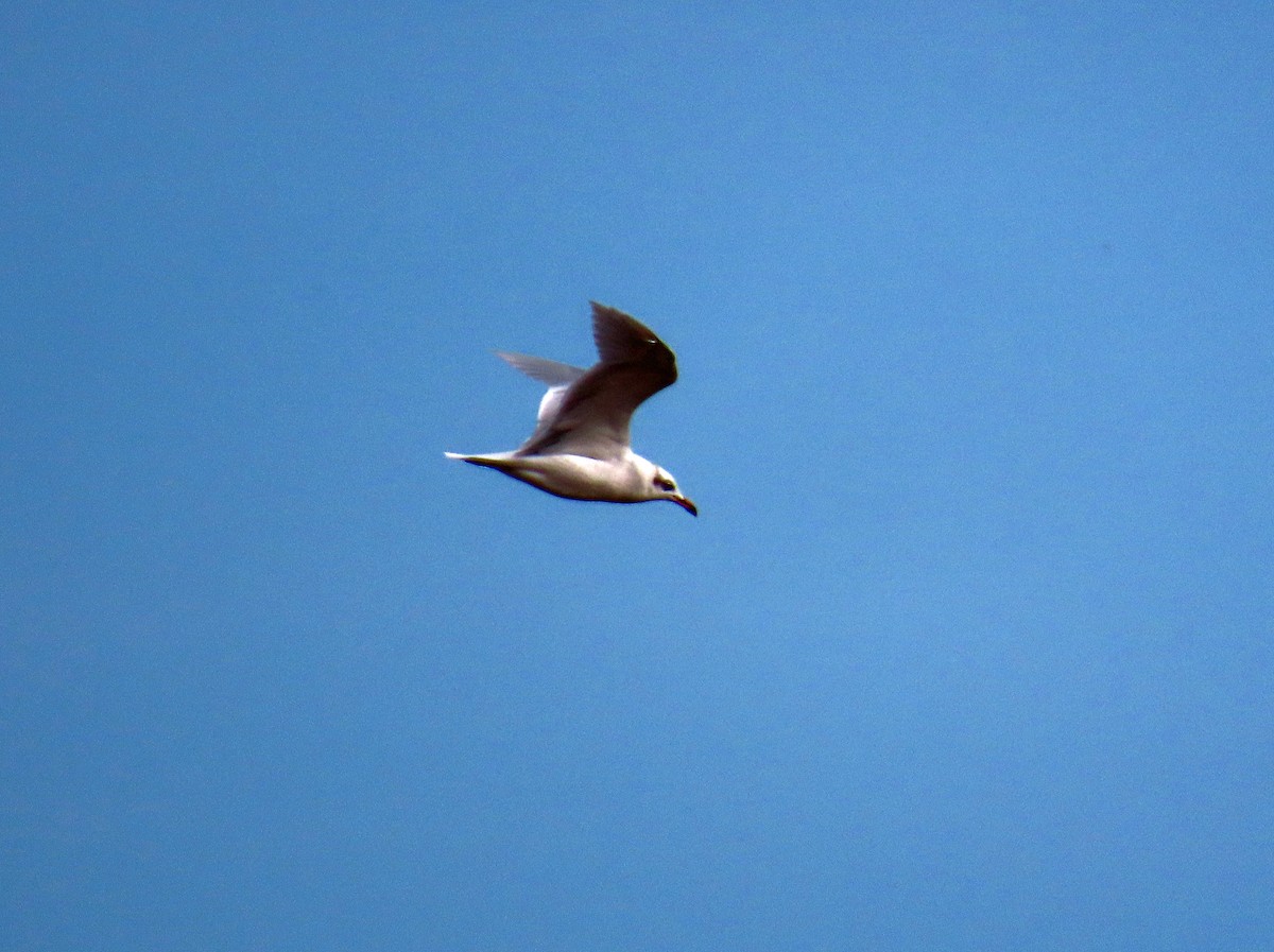 Mediterranean Gull - ML646650542