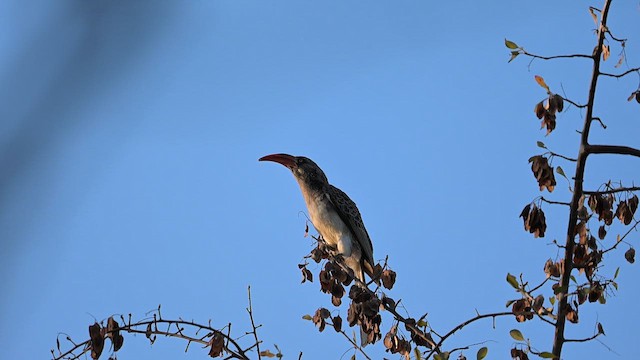 Bradfield's Hornbill - ML646650543