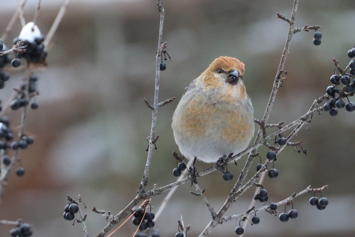 Pine Grosbeak - ML646650544
