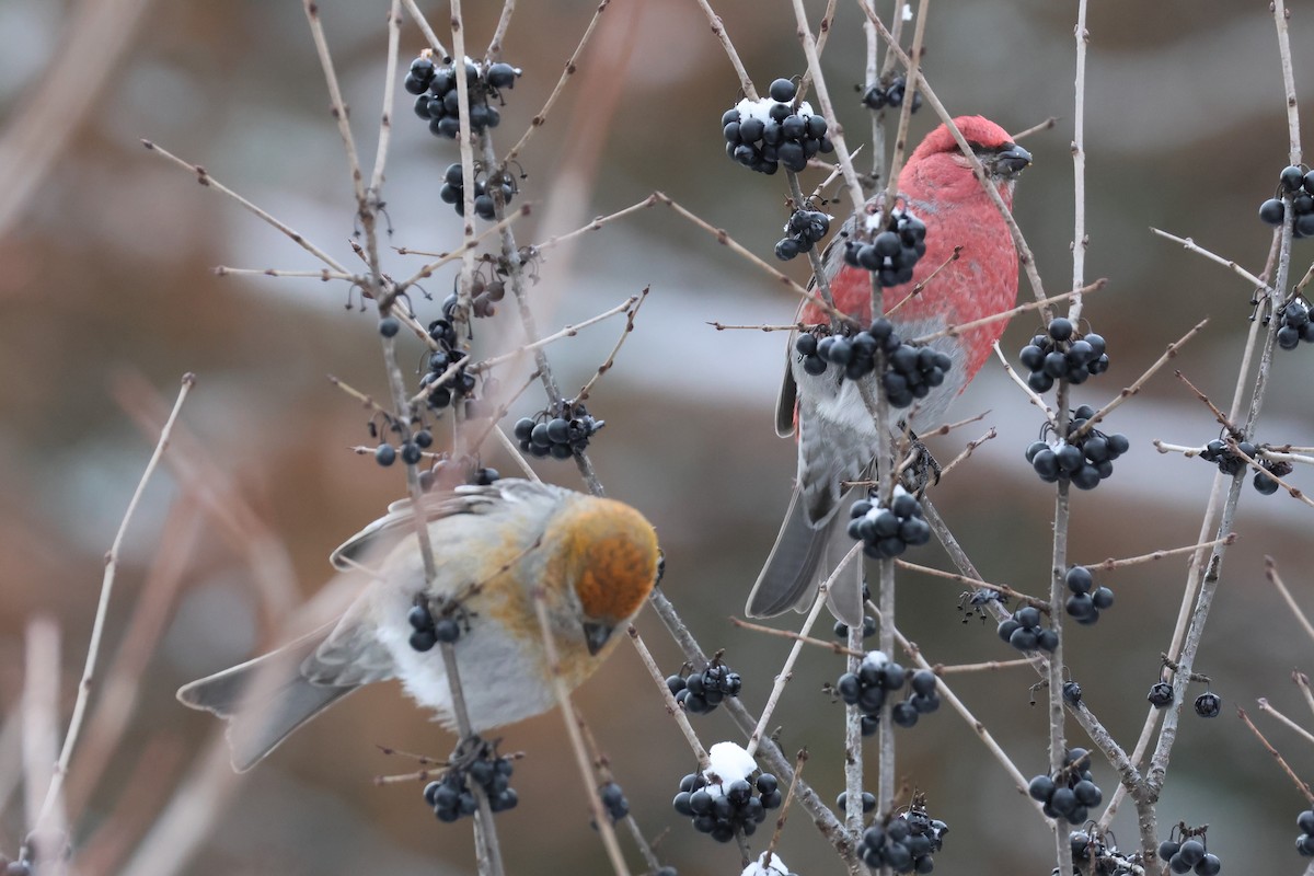 Pine Grosbeak - ML646650546