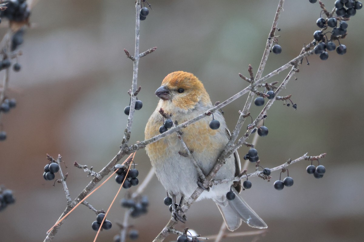Pine Grosbeak - ML646650547