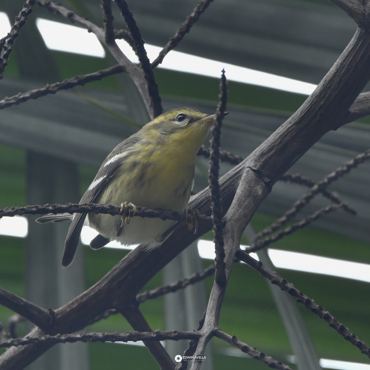 Blackburnian Warbler - ML646650548
