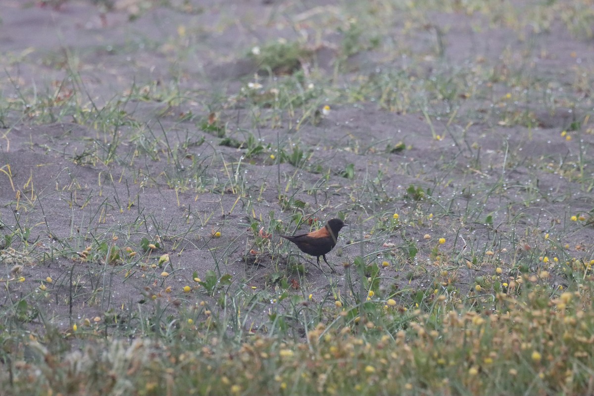 Austral Negrito - ML646650549