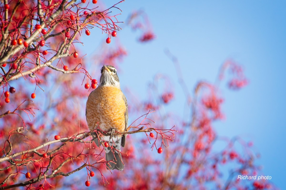 コマツグミ - ML646650550