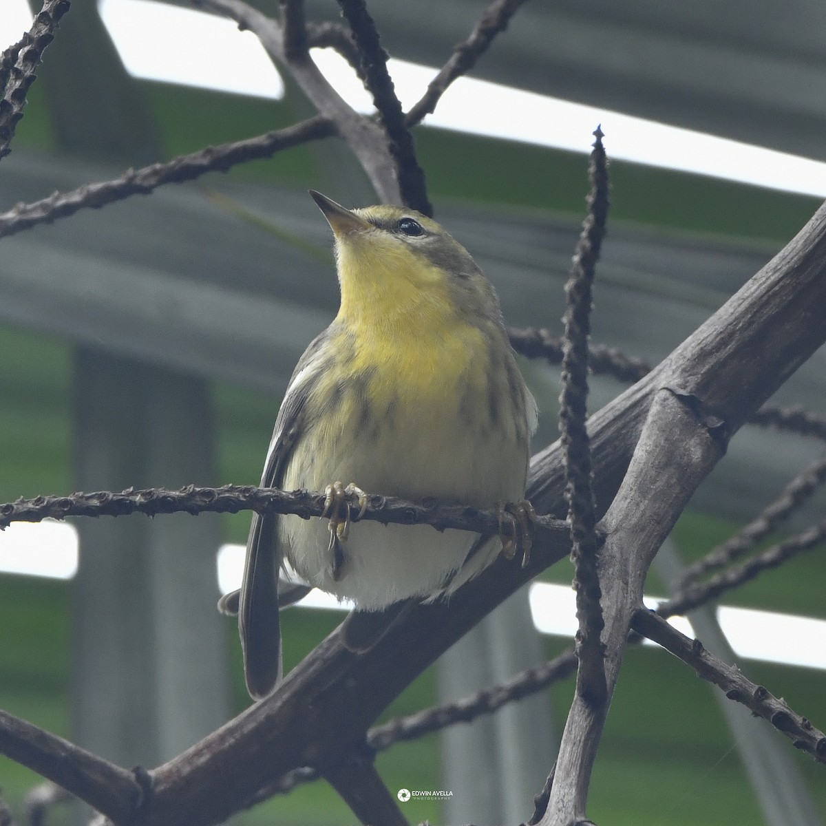 Blackburnian Warbler - ML646650555