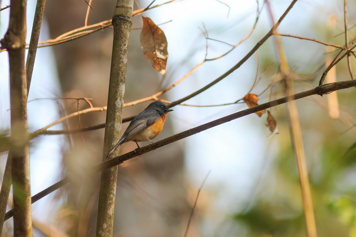 Slaty-backed Flycatcher - ML646650556