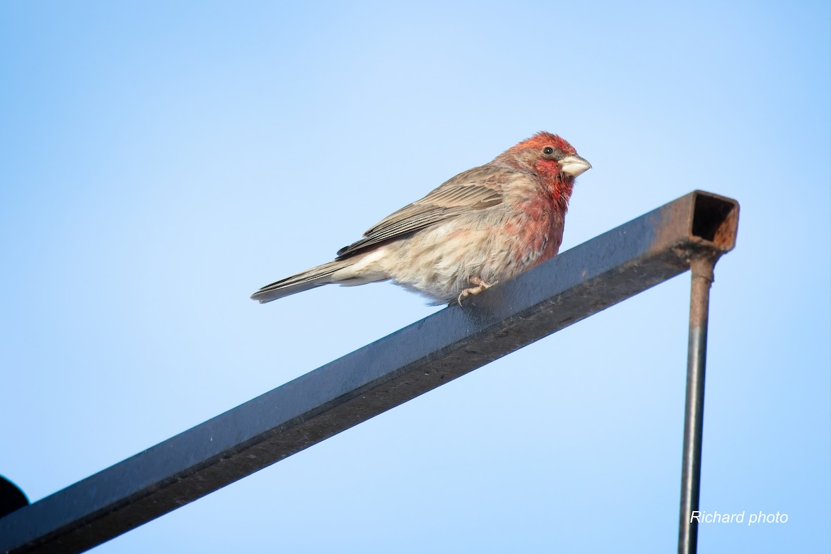 メキシコマシコ - ML646650557