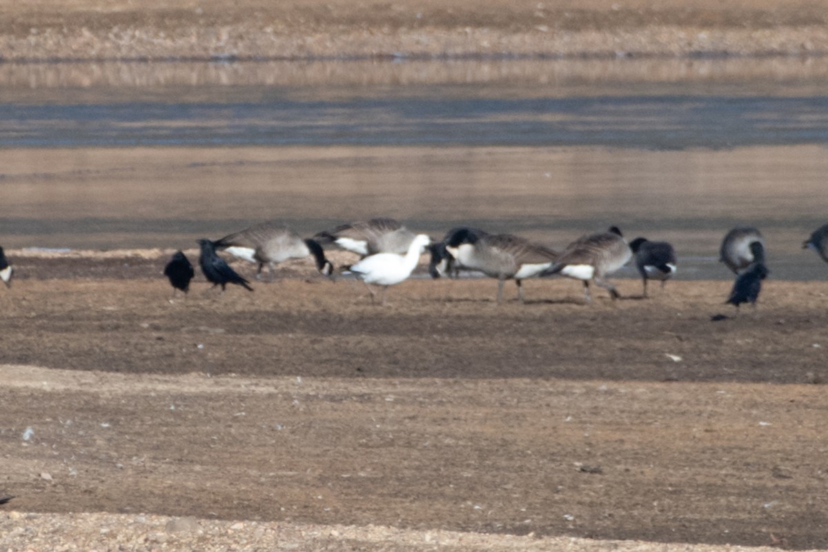 Ross's Goose - ML646650559