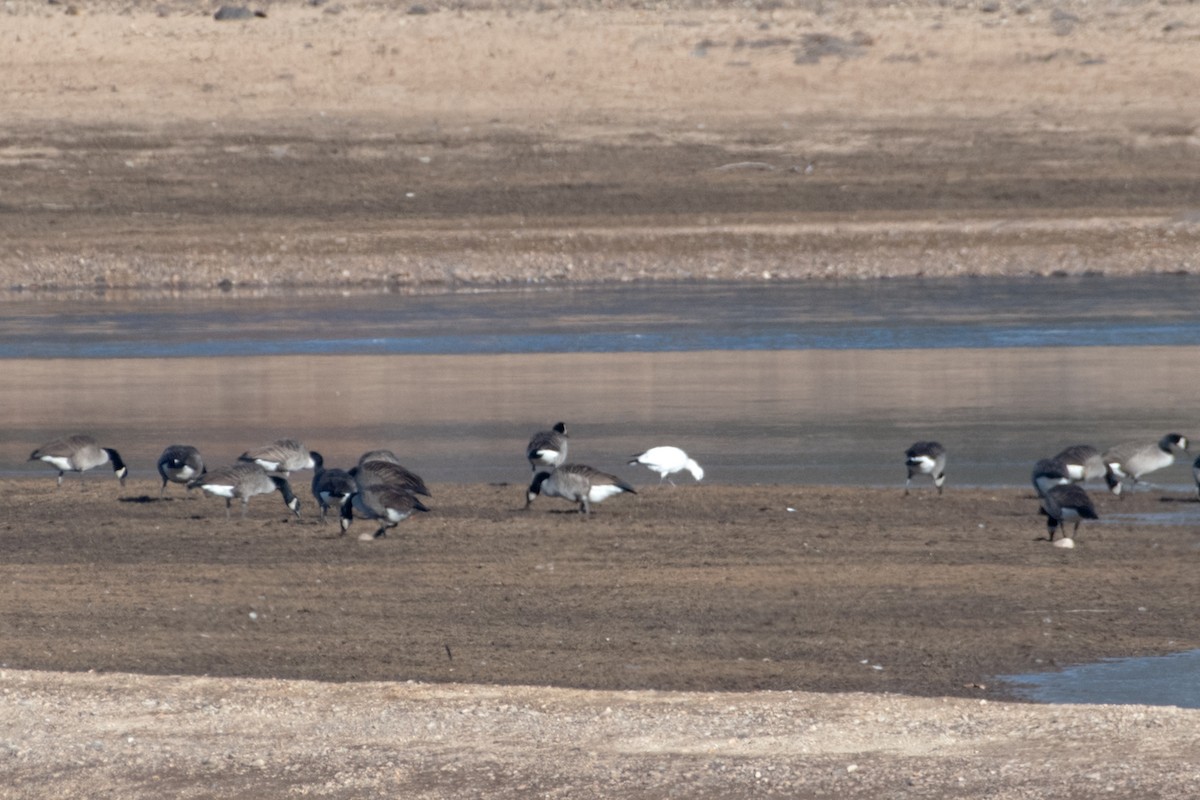 Ross's Goose - ML646650560