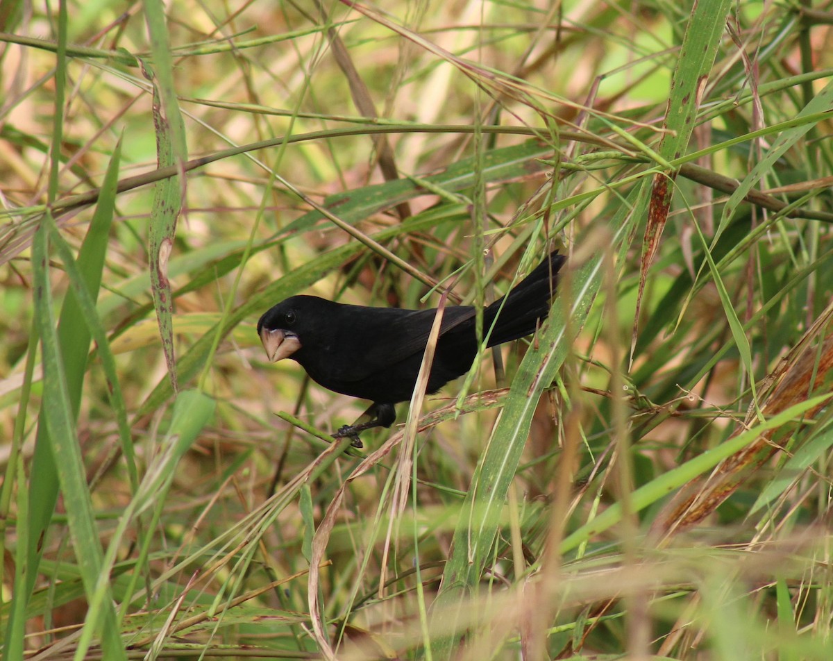 Nicaraguan Seed-Finch - ML646650569