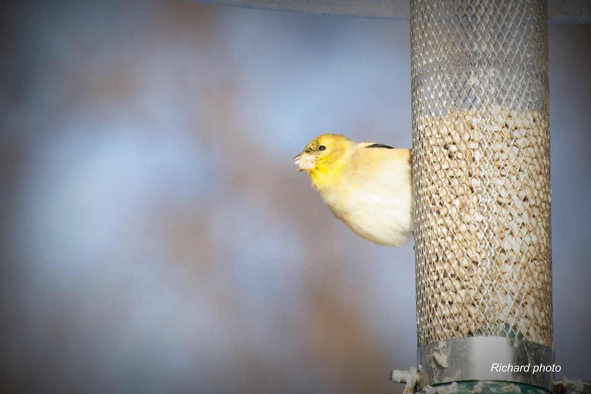 オウゴンヒワ - ML646650571