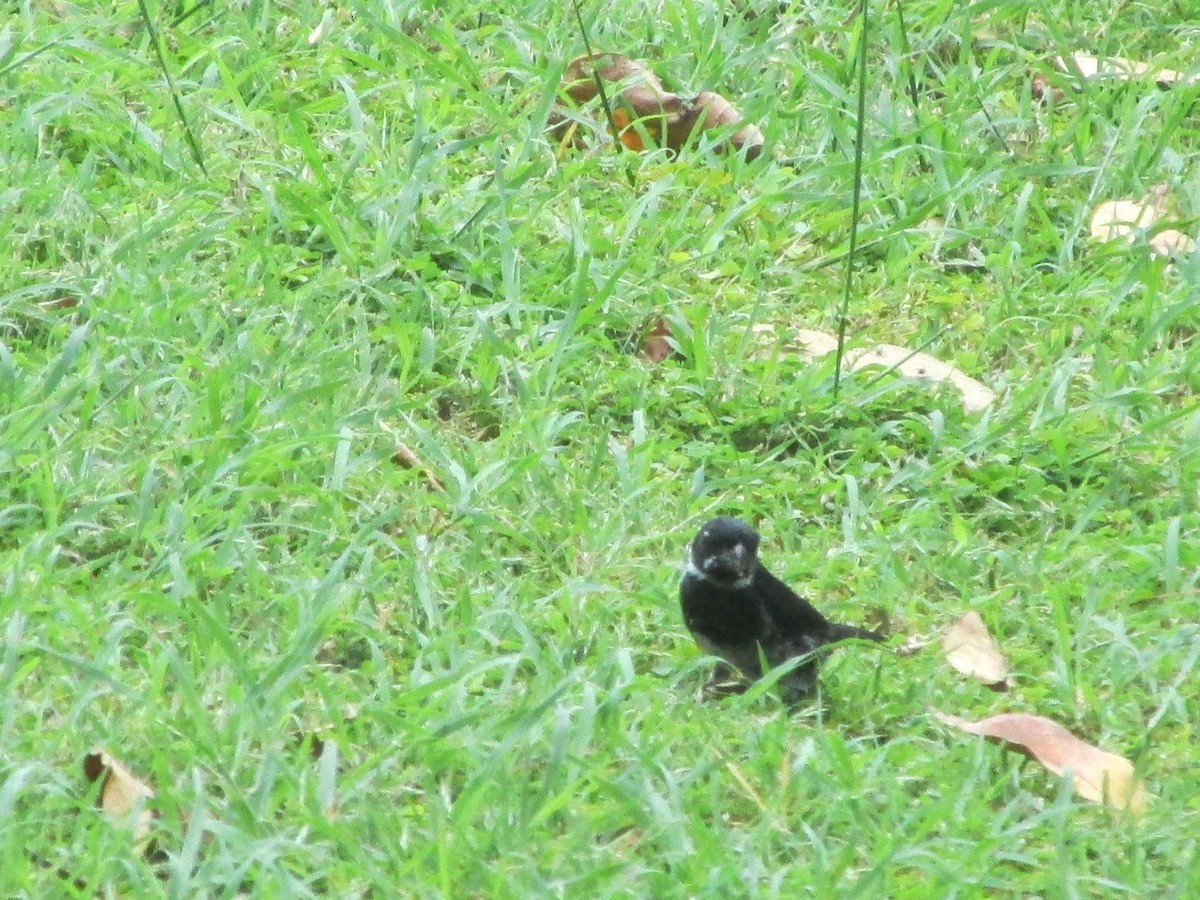 Variable Seedeater - ML646650572