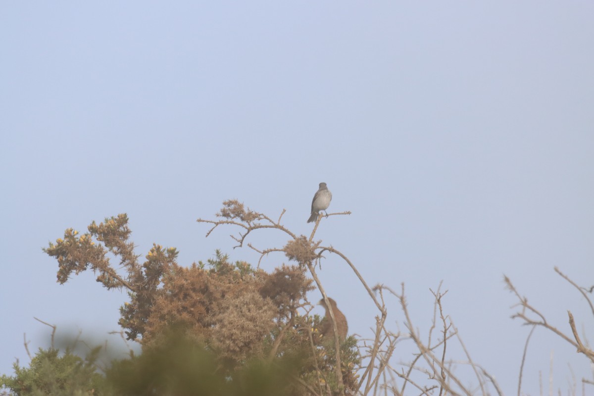 Fire-eyed Diucon - ML646650573