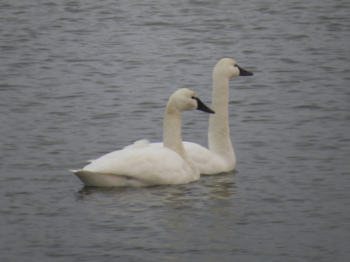 コハクチョウ - ML646650575